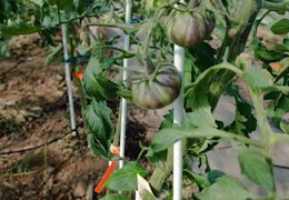 Pomidory podlewać i opryskiwać