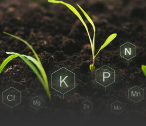 kiełkujące rośliny i składniki odżywcze