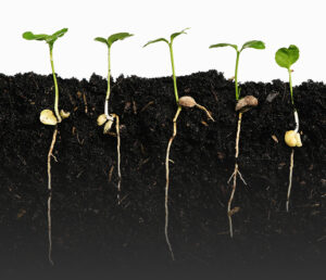 kiełkujące rośliny