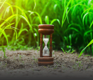 brak okresu karencji