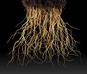 korzenie rośliny